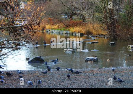 Enten und Tauben im und um den Teich, Bowring Park, St. John's, NL, Herbst Stockfoto
