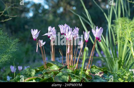 Die Blüte des Alpenveilchens.Cyclamen unter natürlichen Bedingungen an einem sonnigen Tag, inmitten des üppigen grünen Grases. Hochwertige Fotos Stockfoto