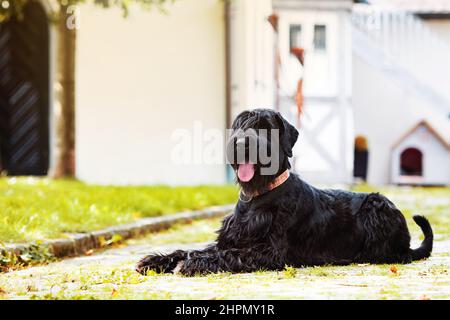 Riesiger Schnauzer Hund vor einem Haus Stockfoto