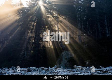 Die Sonnenstrahlen kommen durch den beschlagenen Sitka Spruce Wald oberhalb von Mosquito Creek auf dem Olympic National Park Coastal Strip, Washington, USA. Stockfoto