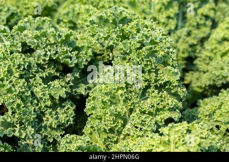 Nahaufnahme von grünen, lockigen Grünkohl-Blättern, die im Gemüsegarten wachsen. Stockfoto