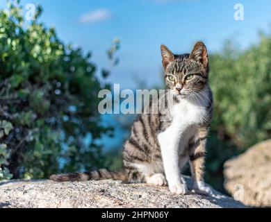 Ein schönes und niedliches Kätzchen sonnt sich in der Sonne, die auf einem Stein vor dem Hintergrund des Himmels und der grünen Büsche untergeht. Hochwertige Fotos Stockfoto