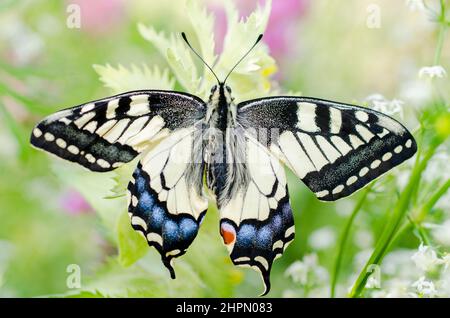 Papilio machaon, der Schwalbenschwanz der Alten Welt, ist ein Schmetterling der Familie Papilionidae, frisch verpuppt, die Flügel sind noch zerknittert. Stockfoto