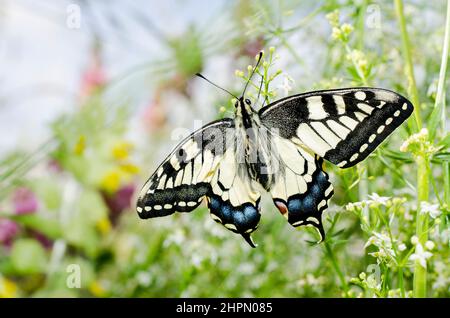 Papilio machaon, der Schwalbenschwanz der Alten Welt, ist ein Schmetterling der Familie Papilionidae, frisch verpuppt, die Flügel sind noch zerknittert. Stockfoto