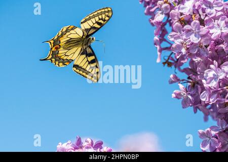 Papilio machaon, der Schwalbenschwanz der Alten Welt, ist ein Schmetterling der Familie Papilionidae. Stockfoto