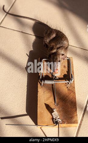 Eine tote Ratte in einer Rattenfalle Stockfoto