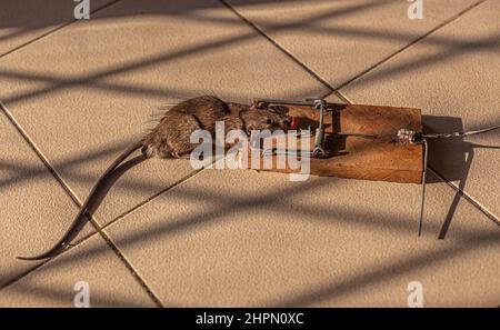 Eine tote Ratte in einer Rattenfalle. Stockfoto