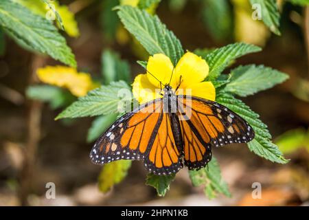 Der Monarchschmetterling oder einfach Monarch (Danaus plexippus) ist ein Milchkrautschmetterling (Unterfamilie Danainae) aus der Familie Nymphidae. Stockfoto