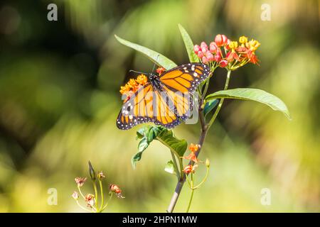 Der Monarchschmetterling oder einfach Monarch (Danaus plexippus) ist ein Milchkrautschmetterling, der auf einer seiner Wirtspflanzen Asclepias curassavica steht. Stockfoto