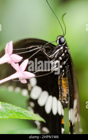 Papilio polytes, die gemeinsame Mormon, ist eine Unterart der Pflanzenart Schwalbenschwanz Schmetterling weit über Asien verteilt. Stockfoto