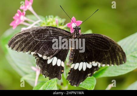 Papilio polytes, die gemeinsame Mormon, ist eine Unterart der Pflanzenart Schwalbenschwanz Schmetterling weit über Asien verteilt. Stockfoto