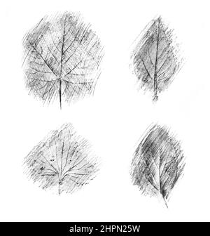 Illustration von Strichstift-Zeichnungen in verschiedenen Blattformen auf weißem Hintergrund. Stockfoto