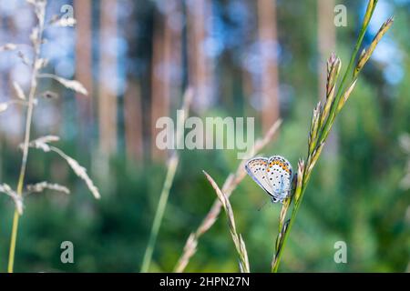 Plebejus idas, der Idas blau oder nordblau, ist ein Schmetterling der Familie Lycaenidae, männlich. Stockfoto