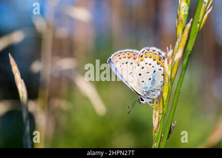 Plebejus idas, der Idas blau oder nordblau, ist ein Schmetterling der Familie Lycaenidae, männlich. Stockfoto