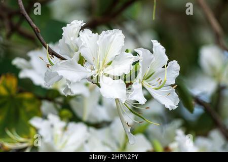 Nahaufnahme von weißen Orchideenbaumblüten (Bauhinia variegata var. candida) - Florida, USA Stockfoto