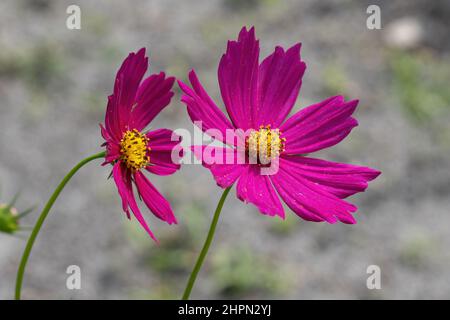 Garten Kosmos Blume Nahaufnahme (Cosmos bipinnatus) - Florida, USA Stockfoto