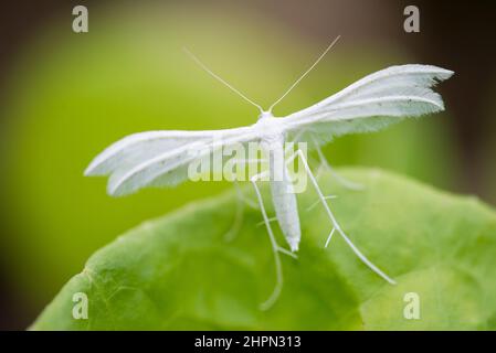 Pterophorus pentadactyla, allgemein bekannt als die weiße Kohlmotte, ist eine Motte aus der Familie der Pterophoridae. Stockfoto