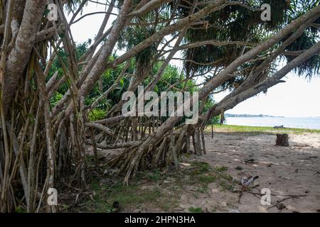 Mangrovenwurzeln auf Mangrovenbäumen in tropischen Ländern Stockfoto