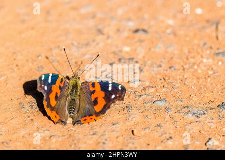 Vanessa vulcania, der Kanarenadmiral, ist ein Schmetterling der Familie Nymphidae. Sie ist auf den Kanarischen Inseln (außer Lanzarote) und Madeira zu finden. Stockfoto