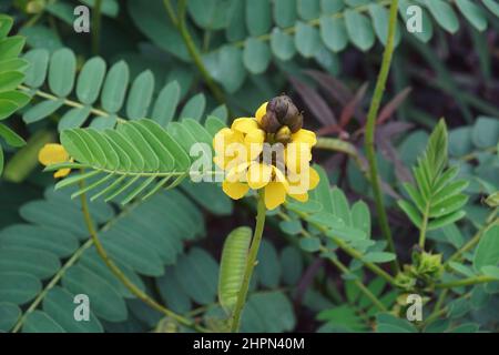 Afrikanische senna (Senna didymobotrya). Genannt Popcorn senna, Candelabra Baum und Erdnussbutter Cassia auch. Stockfoto