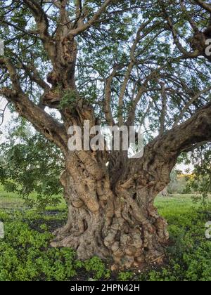 Vertikale Aufnahme eines riesigen Baumes mit vielen Ästen. Stockfoto