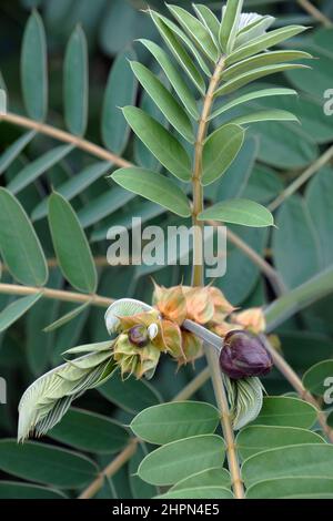 Afrikanische senna (Senna didymobotrya). Genannt Popcorn senna, Candelabra Baum und Erdnussbutter Cassia auch. Stockfoto