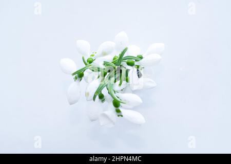 Bouquet der ersten Schneeglöckchen auf weißem Hintergrund Stockfoto
