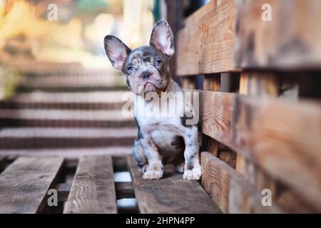 Blauer Merle tan französischer Bulldogge auf Holzpalette Stockfoto