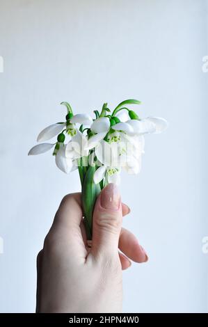 Bouquet der ersten Schneeglöckchen auf weißem Hintergrund Stockfoto