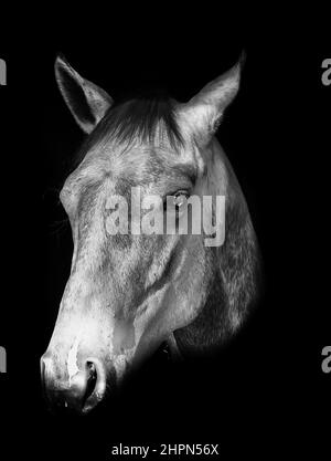 BW Horse Stockfoto