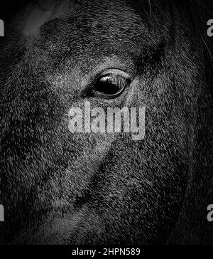 BW Horse II Stockfoto