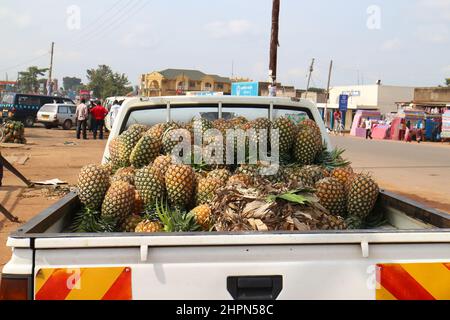 LKW voll mit frisch reifen Ananas auf dem Obstmarkt in Uganda - Afrika. Ananas Stockfoto