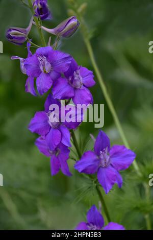 Zweifelhafter Rittersporn (Consolida ajacis). Auch als Raketenlarkspur und Riesenlarkspur bezeichnet. Stockfoto