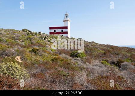 Leuchtturm Capel Rosso, Punta di Capel Rosso, Insel Giglio, Tyrrhenisches Meer, Toskanischer Archipel, Toskana, Italien, Europa Stockfoto