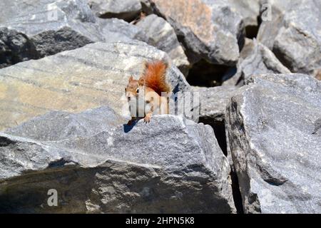 Süßes amerikanisches rotes Eichhörnchen (Tamiasciurus hudsonicus), das im Frühling aus einer Gruppe von Felsen ihren Höhepunkt erreicht Stockfoto