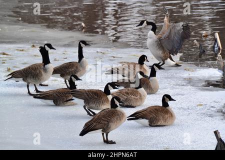 Gruppe von Kanadagänsen (Branta canadensis), die im Winter auf einem gefrorenen See ruhen Stockfoto