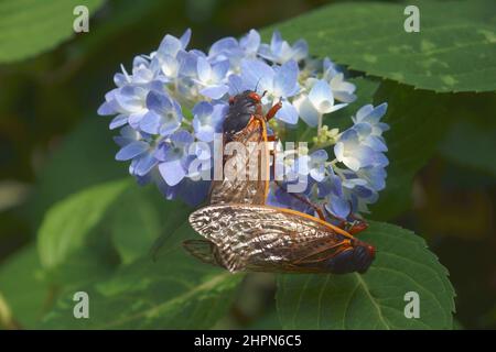 Pharao cicada (Magicicada septendecim). Auch als 17-jährige Heuschrecke bezeichnet. Stockfoto