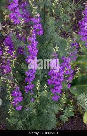 Zweifelhafter Rittersporn (Consolida ajacis). Auch als Raketenlarkspur und Riesenlarkspur bezeichnet. Stockfoto