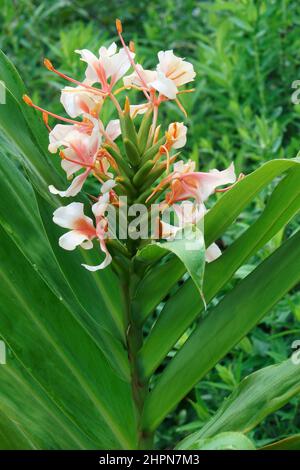 Orange gingerlily (lewisia Coccineum). Auch als Red Butterfly ginger bekannt, Scarlet gingerlily und Orange bottlebrush Ginger. Stockfoto