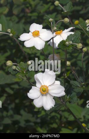 Japanische Anemone (Eriocapitella hapehensis 'Honorine Jobert'). Auch japanische Windblume und japanische Thimbleblume genannt. Stockfoto