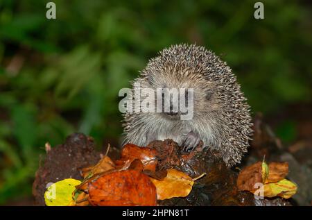 Igel, Wissenschaftlicher Name: Erinaceus Europaeus. Wilder, einheimischer, europäischer Igel in der Dämmerung, der bei nassem Herbstwetter über einen gefallenen Baumstamm blickt Stockfoto