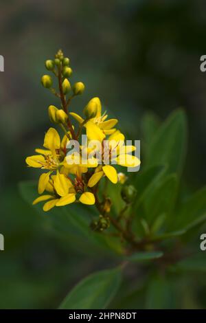 Goldshower (Galphimia glauca), auch Gold Shower thryallis genannt. Stockfoto