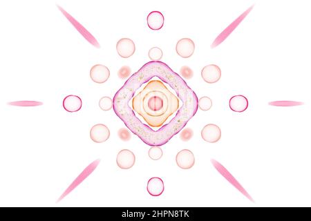 Eine geometrische radiale Form, gefüllt mit runden Blasen und zarten Formen, hervorgehoben mit goldenem Glitter. Ein luxuriöser Hintergrund auf Weiß. Stockfoto