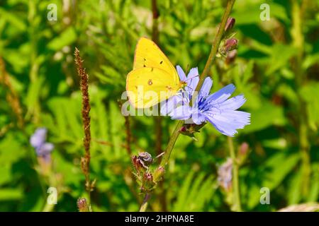 Nahaufnahme eines Schmetterlings aus Orangenschwefel (Colias eurythem), der im Sommer auf einer violetten Wildblume thront Stockfoto