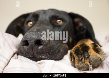 Schwarzer Hund mit brauner Pfote und Brauenaugen, die auf dem Bett liegen und sehr müde aussehen. Große braune und schwarze Hundepfote im Fokus. Stockfoto