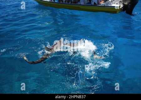 Grauhaie schwimmen in der Nähe des Bootes auf Gece Island, der Lagune von Ouvea, den Loyalitätsinseln und Neukaledonien. Die Lagune wurde zum UNESCO-Weltkulturerbe erklärt Stockfoto