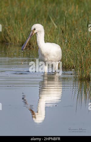Spatules Blanches dans les marais de la baie de Somme, le Crotoy, Saint Firmin, Parc de Marquenterre. Stockfoto