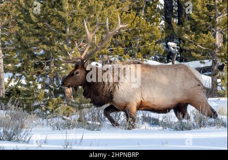 Nordamerika; Usa; Montana; Yellowstone-Nationalpark; Tierwelt; Säugetiere; Felsenelch; Cervus elaphus; Winter; Stier; Sonnenuntergang Stockfoto