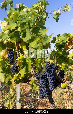Typischer Weinberg mit blauen Trauben in der Nähe von Chateauneuf-du-Pape, Cotes du Rhone, Frankreich Stockfoto