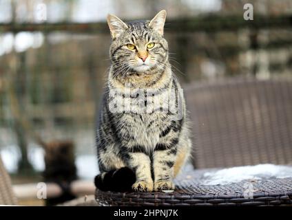Schöne graue Katze sitzt auf dem Boden, fotografiert in Nahaufnahme Stockfoto